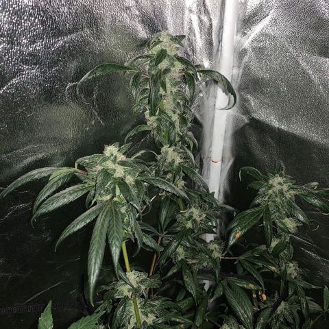 Unknown strain growlog photo: Feed