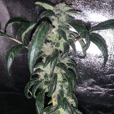 Unknown strain growlog photo: Feed