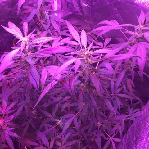 Unknown strain growlog photo: Feed