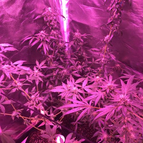 Unknown strain growlog photo: Feed
