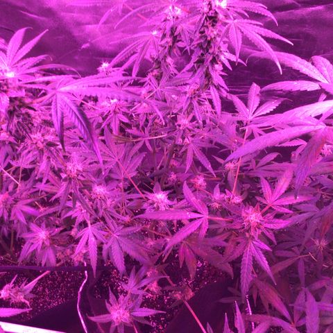Unknown strain growlog photo: Feed