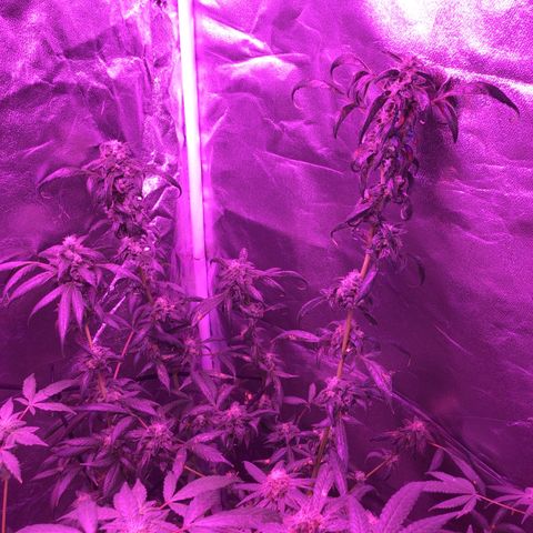 Unknown strain growlog photo: Pictures