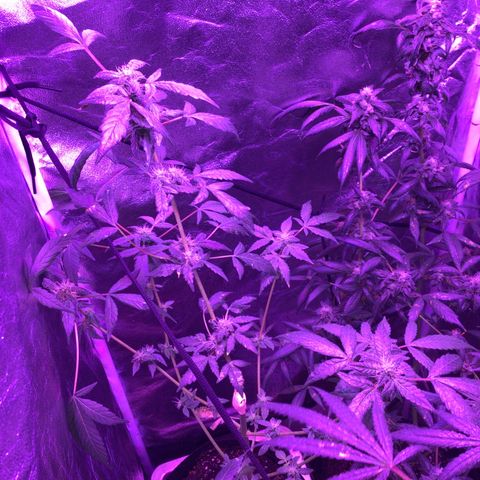 Unknown strain growlog photo: Pictures