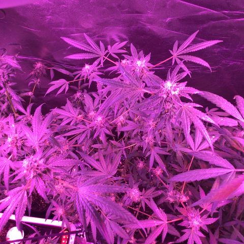 Unknown strain growlog photo: Pictures