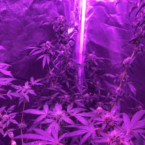 Unknown strain growlog photo: Pictures