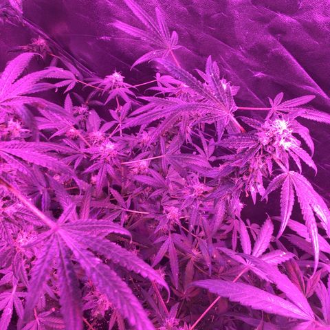 Unknown strain growlog photo: Pictures