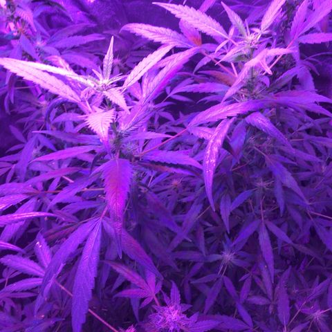 Unknown strain growlog photo: Pictures