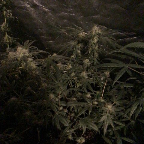 Unknown strain growlog photo: Feed