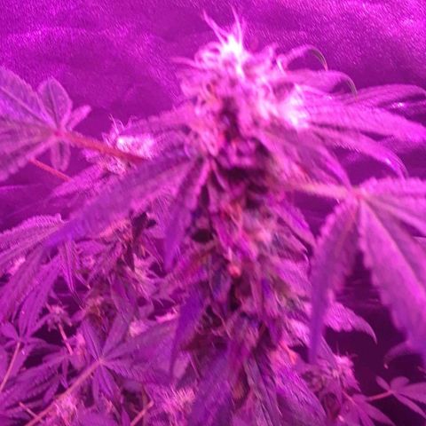 Unknown strain growlog photo: Trees #1-4 GSC 
9WEEK OF FLOWER
12/12 LIGHTS