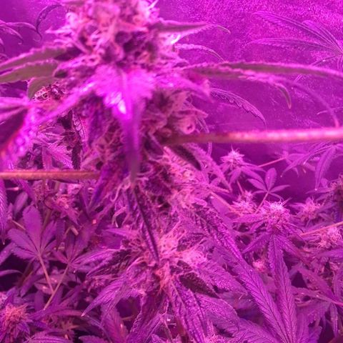 Unknown strain growlog photo: Trees #1-4 GSC 
9WEEK OF FLOWER
12/12 LIGHTS
