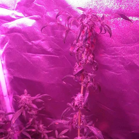 Unknown strain growlog photo: Trees #1-4 GSC 
9WEEK OF FLOWER
12/12 LIGHTS