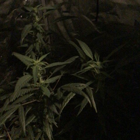 Unknown strain growlog photo: Feed