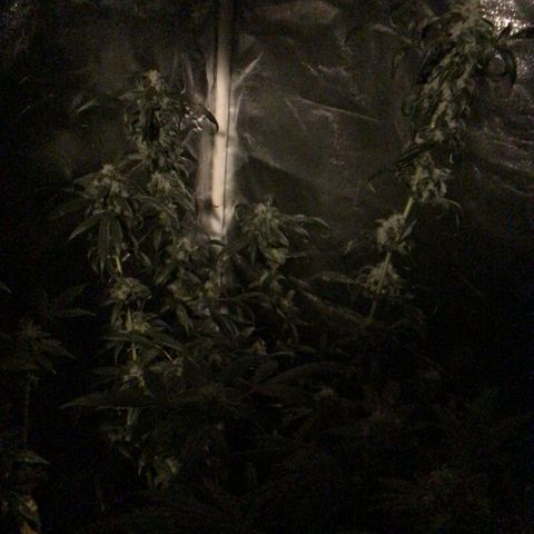 Unknown strain growlog photo: Feed