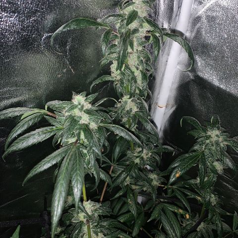 Unknown strain growlog photo: GSC trees #1-4
Defoliate #1  feed water only ph 6.84
Feed #1 and #3  .25