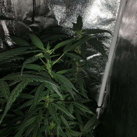 Unknown strain growlog photo: GSC trees #1-4
Defoliate #1  feed water only ph 6.84
Feed #1 and #3  .25