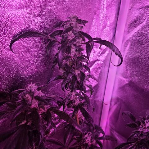 Unknown strain growlog photo: GSC TREES 