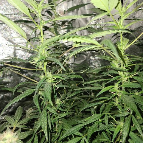 Unknown strain growlog photo: GSC TREES 