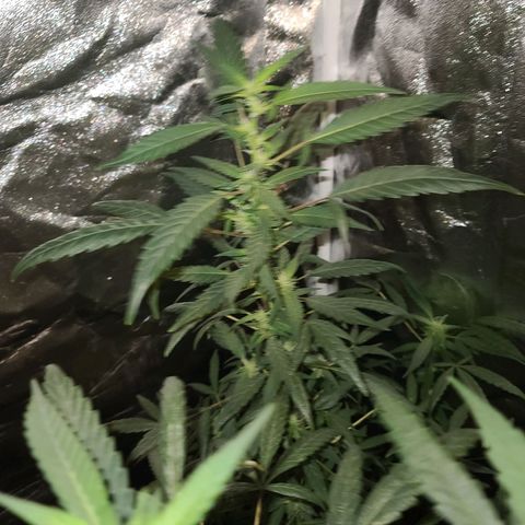 Unknown strain growlog photo: GSC TREES 