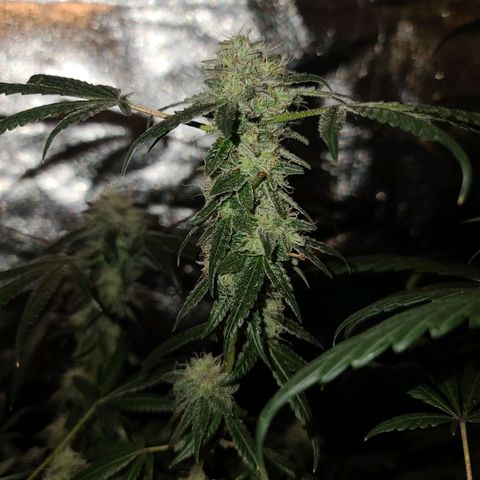 Unknown strain growlog photo: GSC TREES 