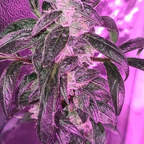 Unknown strain growlog photo: GSC TREES 