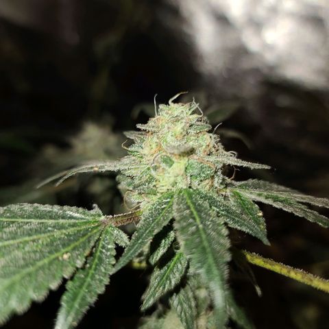 Unknown strain growlog photo: GSC TREES 