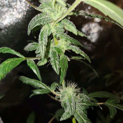 Unknown strain growlog photo: GSC TREES 