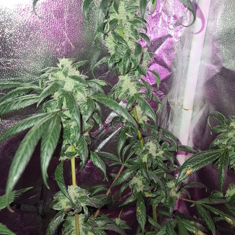 Unknown strain growlog photo: GSC TREES 