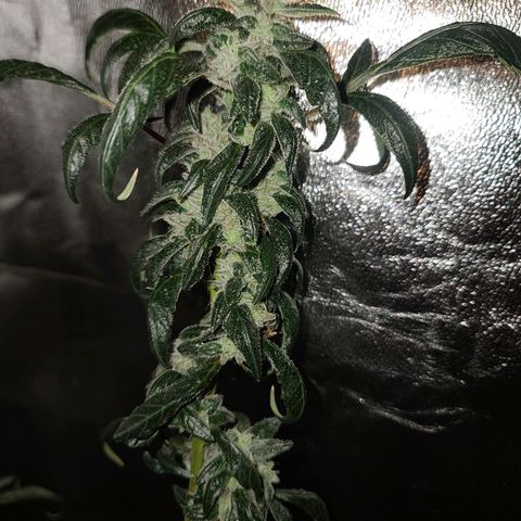 Unknown strain growlog photo: GSC TREES 
