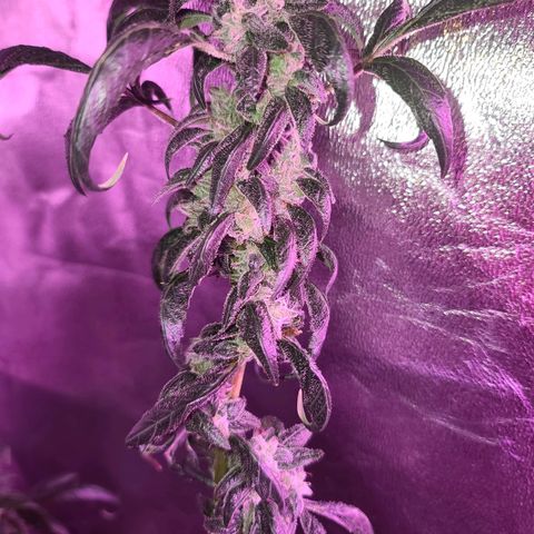 Unknown strain growlog photo: GSC TREES 