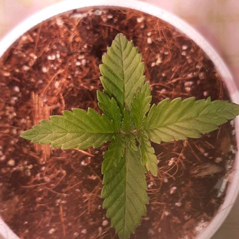 Quebec CBD 20-1 growlog timeline photo