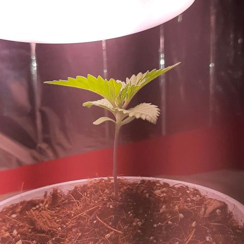 Quebec CBD 20-1 growlog timeline photo