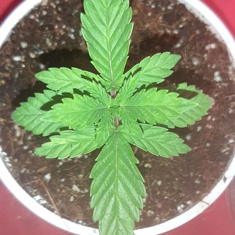 Quebec CBD 20-1 growlog timeline photo