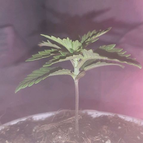 Quebec CBD 20-1 growlog timeline photo