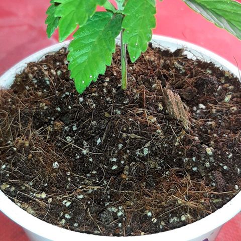 Quebec CBD 20-1 growlog timeline photo