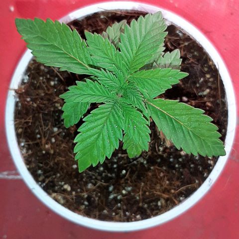 Quebec CBD 20-1 growlog timeline photo