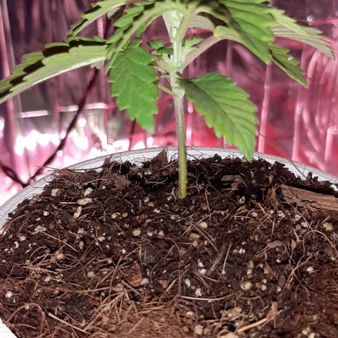 Quebec CBD 20-1 growlog timeline photo