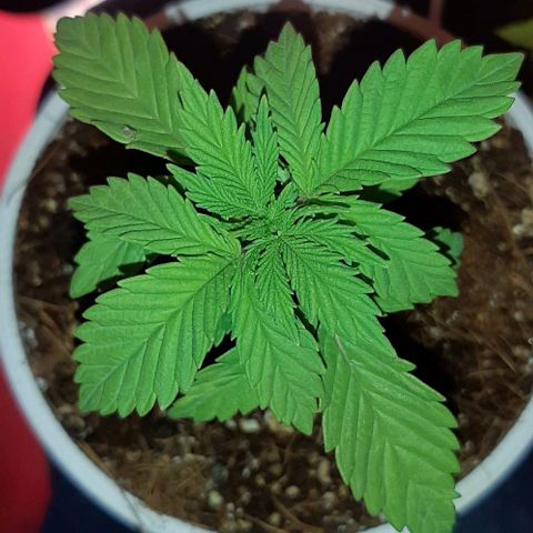 Quebec CBD 20-1 growlog timeline photo