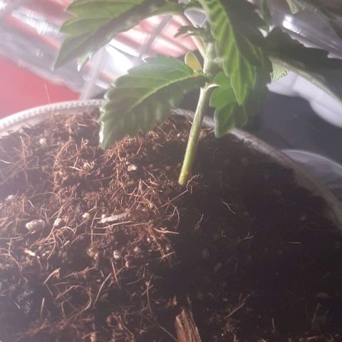 Quebec CBD 20-1 growlog timeline photo