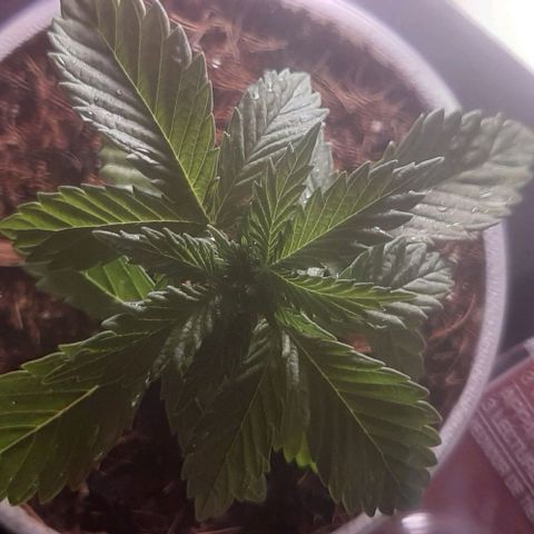 Quebec CBD 20-1 growlog timeline photo