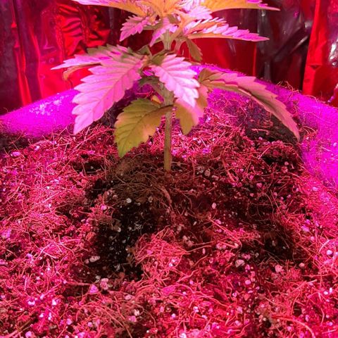 Quebec CBD 20-1 growlog photo: Trapante de maceta