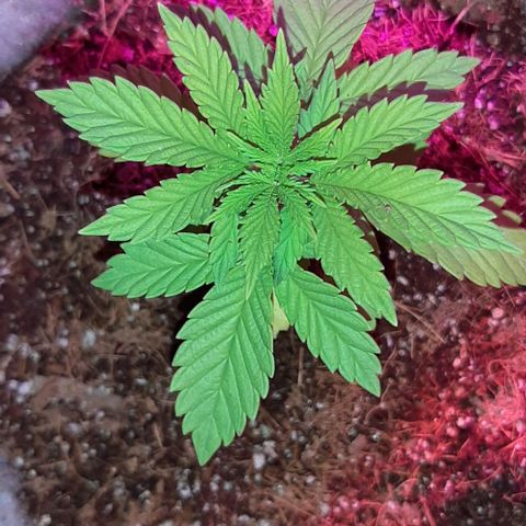 Quebec CBD 20-1 growlog photo: Trapante de maceta