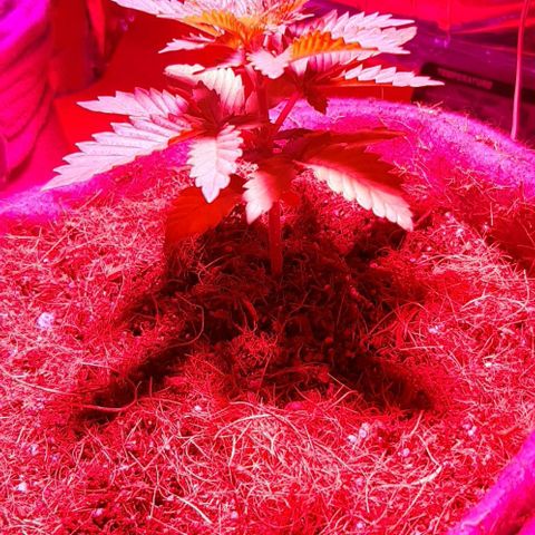 Quebec CBD 20-1 growlog timeline photo