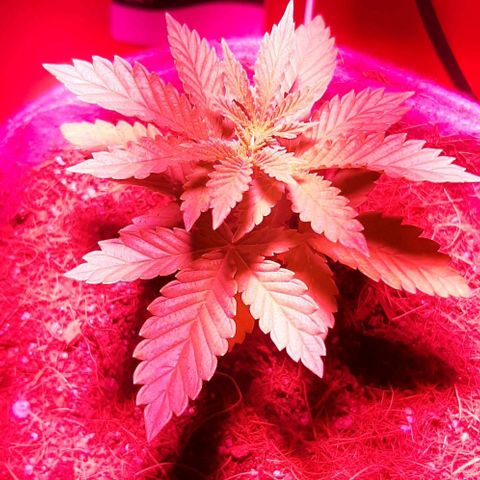 Quebec CBD 20-1 growlog timeline photo
