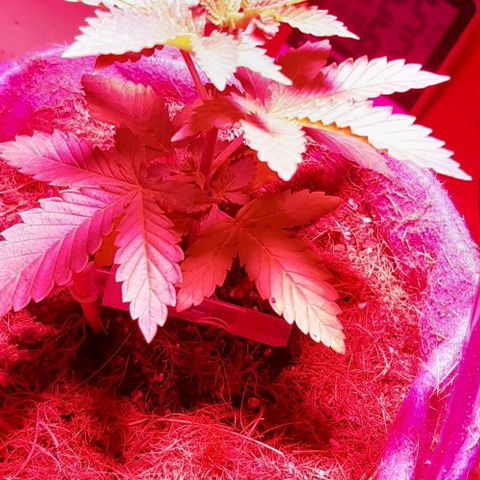 Quebec CBD 20-1 growlog photo: Regador con goteros