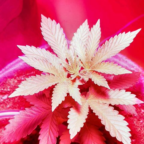 Quebec CBD 20-1 growlog photo: Regador con goteros