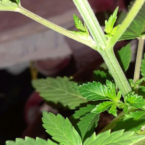 Quebec CBD 20-1 growlog photo: 18 altura y 17 ancho