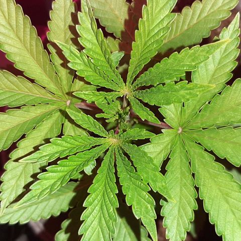 Quebec CBD 20-1 growlog photo: 18 altura y 17 ancho