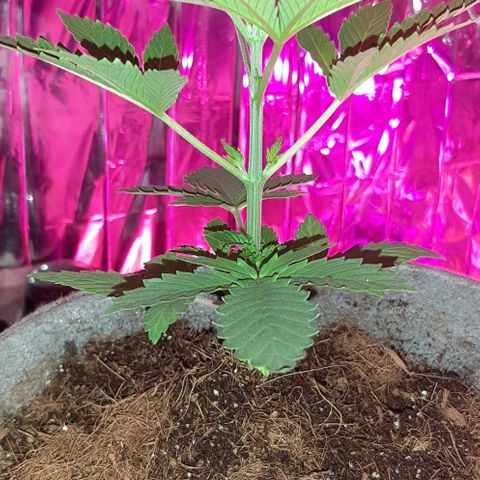 Quebec CBD 20-1 growlog photo: 18 altura y 17 ancho