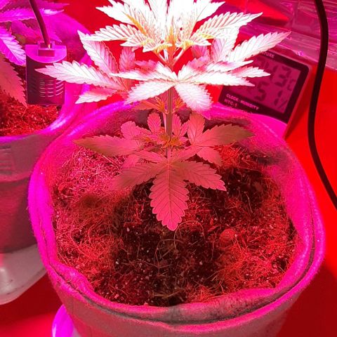 Quebec CBD 20-1 growlog timeline photo