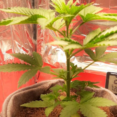 Quebec CBD 20-1 growlog photo: Cambio de led ah mas grande